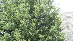 Nothofagus cliffortioides