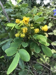 Senna racemosa