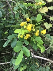 Senna racemosa