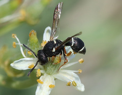 Leptochilus membranaceus