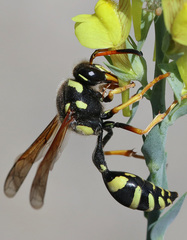 Katamenes flavigularis