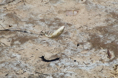 Megaleporinus obtusidens