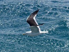 Larus dominicanus