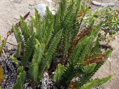 Polystichum plicatum
