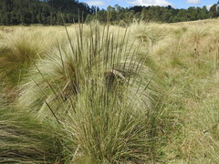 Muhlenbergia macroura