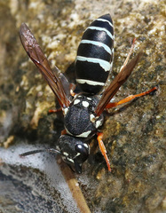 Hemipterochilus bembeciformis