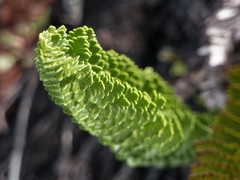 Polystichum plicatum