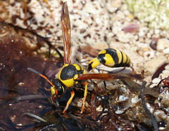 Katamenes dimidiatus