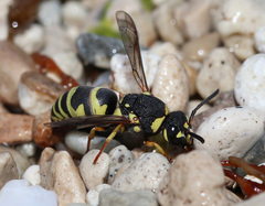 Euodynerus disconotatus