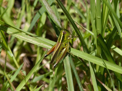 Dichroplus vittigerum