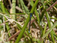 Cyanallagma interruptum