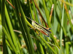 Dichroplus vittigerum