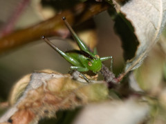 Opeastylus