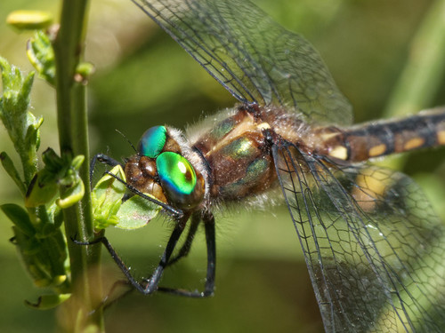 Aeschnosoma rustica