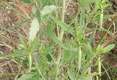 Porophyllum ruderale