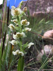 Pterygodium hastatum