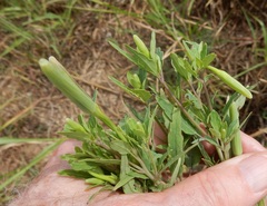 Porophyllum ruderale