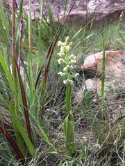 Pterygodium hastatum