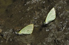 Leptophobia eleone denigrata