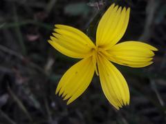 Lactuca viminea