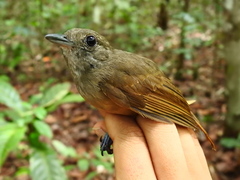 Thamnomanes saturninus