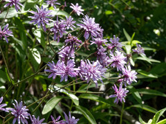 Calorezia prenanthoides