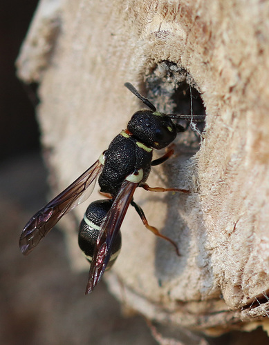 Alastor mocsaryi