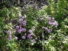 Calorezia prenanthoides