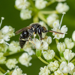 Hylaeus hyalinatus