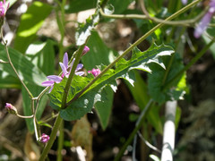 Calorezia prenanthoides