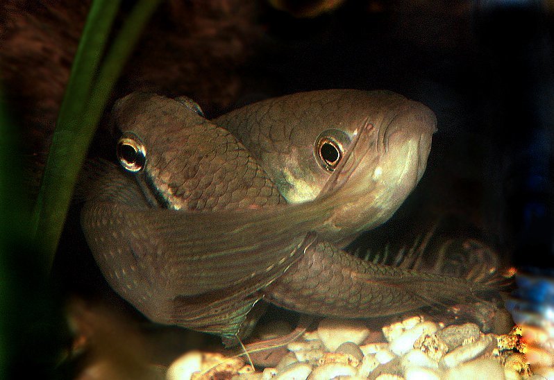 Dusky Betta