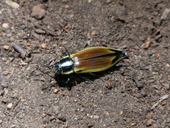 Epistomentis pictus