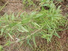 Porophyllum ruderale