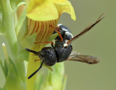 Leptochilus membranaceus
