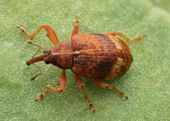 Anthonomus pedicularius