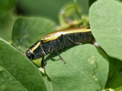 Epistomentis pictus