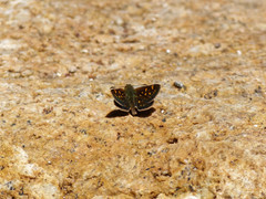 Butleria quilla
