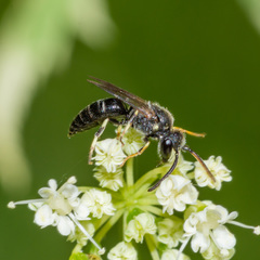 Hylaeus hyalinatus