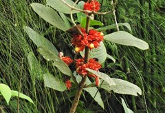 Glossoloma ichthyoderma