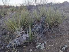 Yucca baccata brevifolia