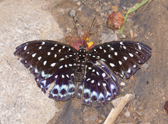 Lexias cyanipardus cyanipardus