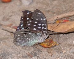 Lexias cyanipardus cyanipardus