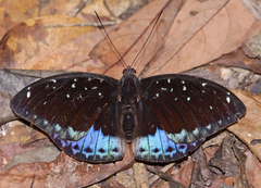 Lexias cyanipardus cyanipardus