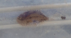Harmand's Sole photo 2