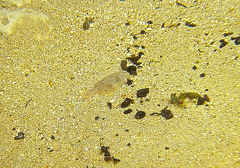 Harmand's Sole photo 3