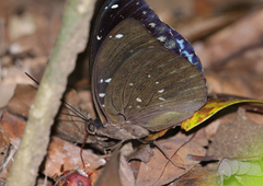 Lexias cyanipardus