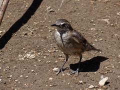 Cinclodes
