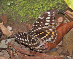 Lexias cyanipardus cyanipardus