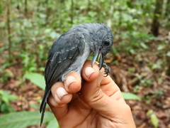 Thamnophilus murinus