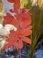 Watsonia schlechteri